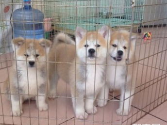 图 上海哪里有免费领养宠物狗自家秋田狗狗免费找人领养,公母都有 上海宠物狗 