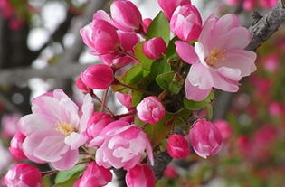 冬红海棠有几个品种？