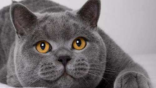 尖脸猫可以养成圆脸吗