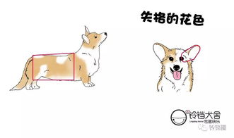 汪指南 权威柯基标准 花色篇