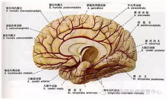 家里有脑梗 脑出血 脑血栓患者的抓紧看,终于有救了