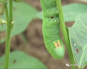 豆虫好吃不好养,主要销往连云港 