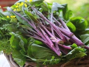 红菜苔种植时间和种植方法,九月鲜红菜苔种植方法
