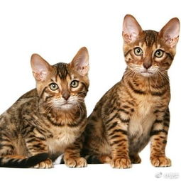 原来著名中华田园猫 狸花猫 是被世界认证的本土猫种 