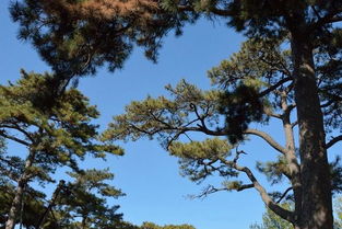 松针树风水禁忌 家中种植扁柏松对风水有什麽好处