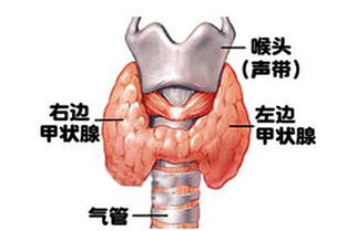 解读 促甲状腺激素 TSH 偏高or偏低的原因