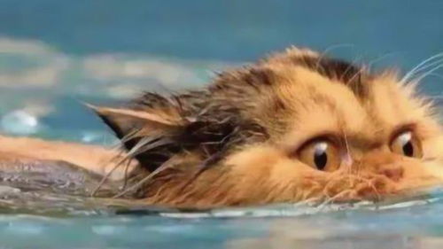 什么 猫居然在游泳,为什么我还不会 人不如猫系列 