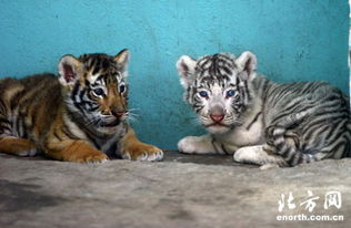 天津动物园黄白双胞胎小老虎名字确定