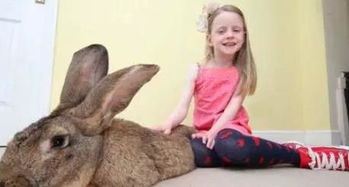 女孩饲养巨型兔子做宠物 担心兔子把家给吃穷,结果让人不淡定