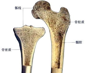 骨和骨连结概述 系统解剖