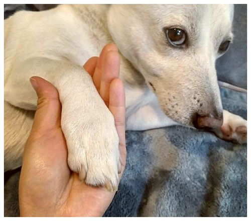 给狗狗修剪指甲其实不用去宠物医院,学会了自己在家就可以