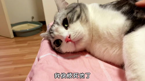 如何惩罚一只顽皮小奶猫 一根激光笔就可以 