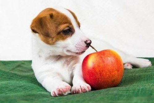 狗狗食用水果核安全吗 相信这4个风险一定会引起你的重视