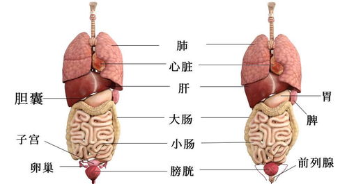 3D人体解剖图 高清的哦,希望对大家有帮助