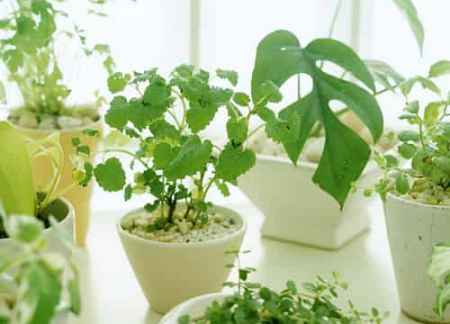 18种适合室内养的植物图片以及常见室内植物的功效