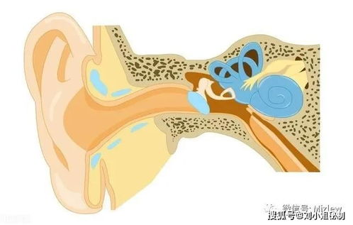 嗅觉 味觉,皮肤 内脏感觉,平衡觉,运动觉 心理学了16