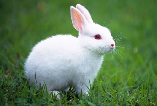 生肖兔 揭秘1975年属兔人的婚姻与命运,45岁后属于什么命