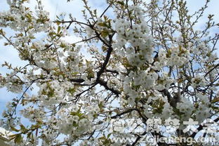 梦见樱桃树开满了白花 梦到樱桃树开满了白花是什么意思 周公解梦大全网 
