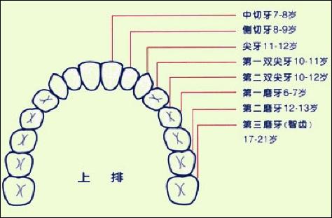 牙齿掉的顺序图片,牙齿的生长顺序图片