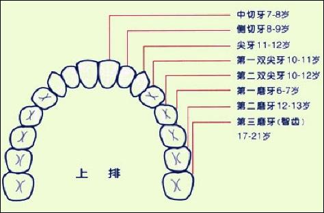 牙齿风水学图解图片