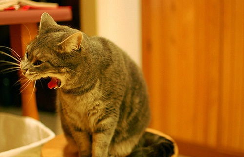 猫一直吐舌头呕吐吐水,猫吐舌呕吐好几次了 