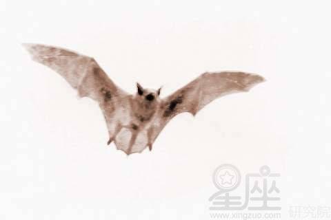 梦见蝙蝠追人 周公解梦之梦到蝙蝠追人