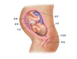 2010版虎牌小小宝 预备2010.4.15刨西瓜 P25.虎宝宝取名法 P27胎儿体重预测公式