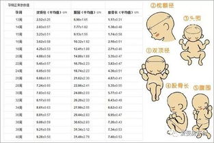 什么是双顶径,双顶径多少就可以生产了 孕妈早知道早受益