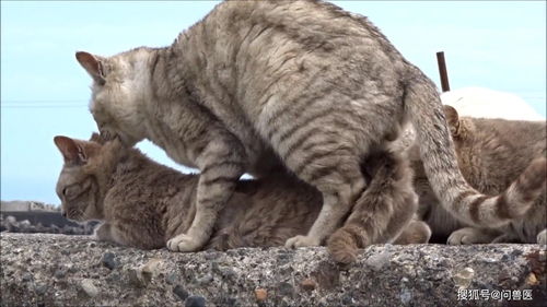 没有母猫的同意,公猫是否可以强行交配成功