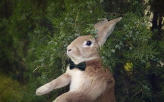 可爱的棕色兔子是什么品种 