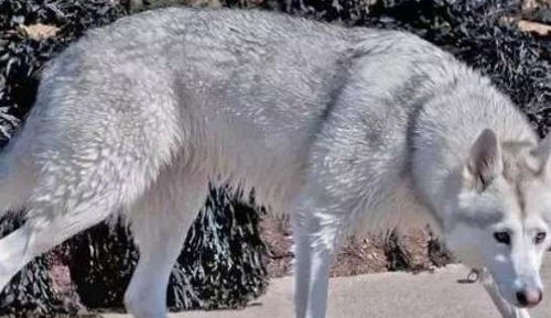 外表最像狼的6种狗狗 二哈像狼能吓跑羊群,图2因太像狼被禁养