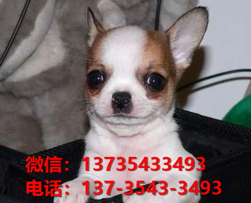 合肥宠物狗狗犬舍出售纯种吉娃娃犬宠物狗市场在哪买狗卖狗领养