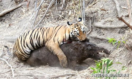 体重在老虎之下,单挑却杀死过成年老虎的3种动物