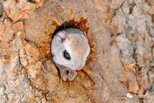 以为这 松鼠 卡在树洞中,转眼间却变 飞鼠 高飞逃走 