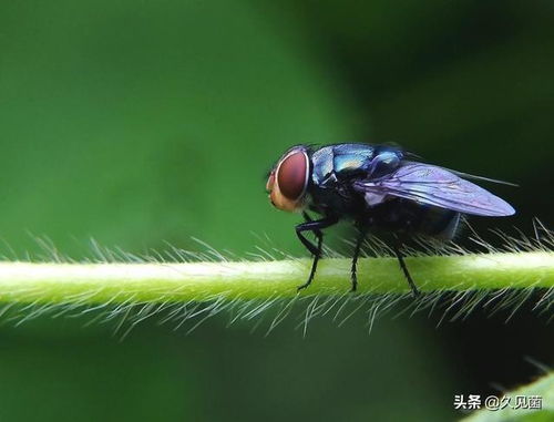 苍蝇精子长6cm,可达体长20倍 从精子角度看苍蝇的生殖优势