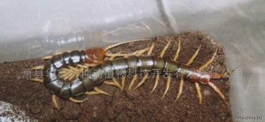 红头黄足蜈蚣和养殖技术 