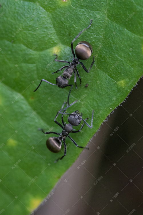 正在交流的蚂蚁高清摄影大图 千库网 