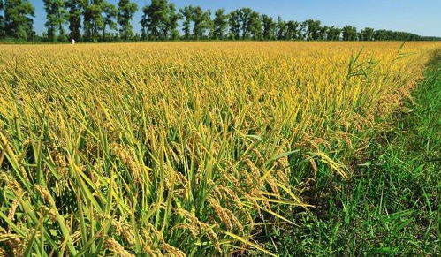 东北水稻只种植一季,为何现在到处是东北大米 全部用来卖了