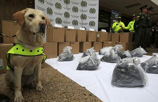 哥伦比亚警犬在机场货物中发现一吨毒品 被授勋章 