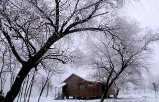 雪后林间小木屋