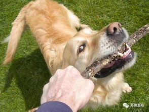 苏州养犬管理条例修订草案征求意见 每户限养一条 禁养大型犬 
