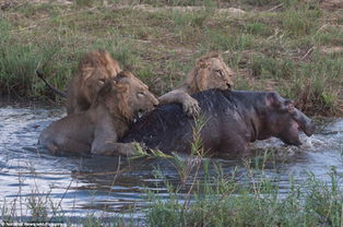 南非上演狡猾狮子猎获河马大战 