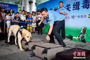广州海关举行缉毒犬开放日活动 功勋犬 展绝技 