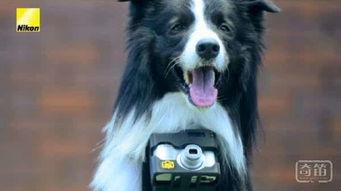 换位笑看世界 Heartography相机支架让狗狗拍摄到自己感兴趣东东
