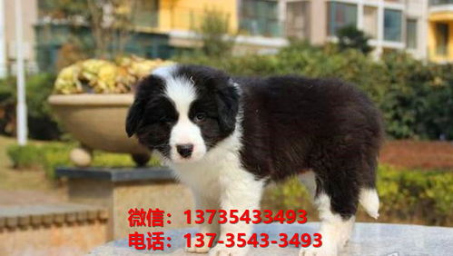 芜湖宠物狗狗犬舍出售纯种边牧犬幼犬卖狗买狗地方哪有狗市场