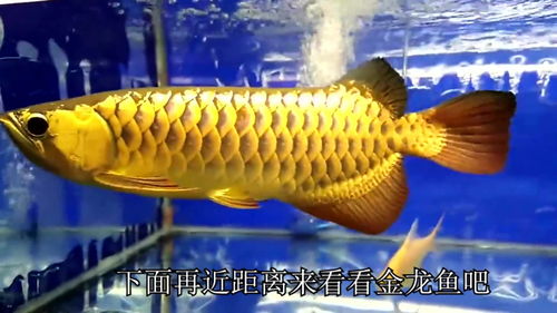 世界上最贵的金龙鱼多少钱一条