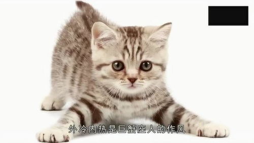 看12星座与哪些动物相像 金牛像大熊猫,看看你的吧 