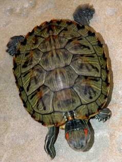 这是什么乌龟种类