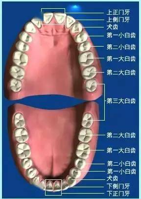 牙齿家族名称大搜索 你知道几个