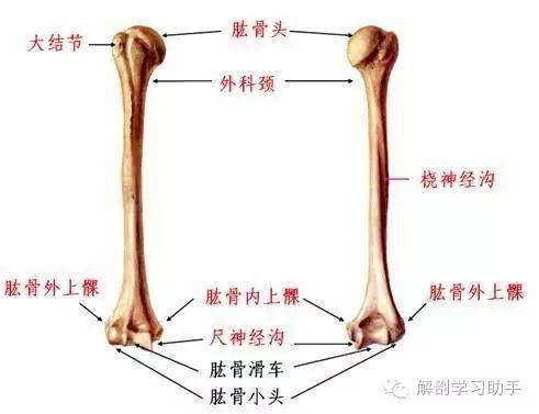 腕骨解剖图片 信息阅读欣赏 信息村 K0w0m Com